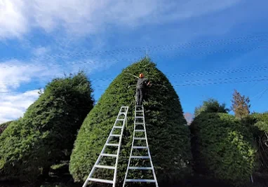 CLAY-NOR crew member on tall ladders trimming a large conifer
